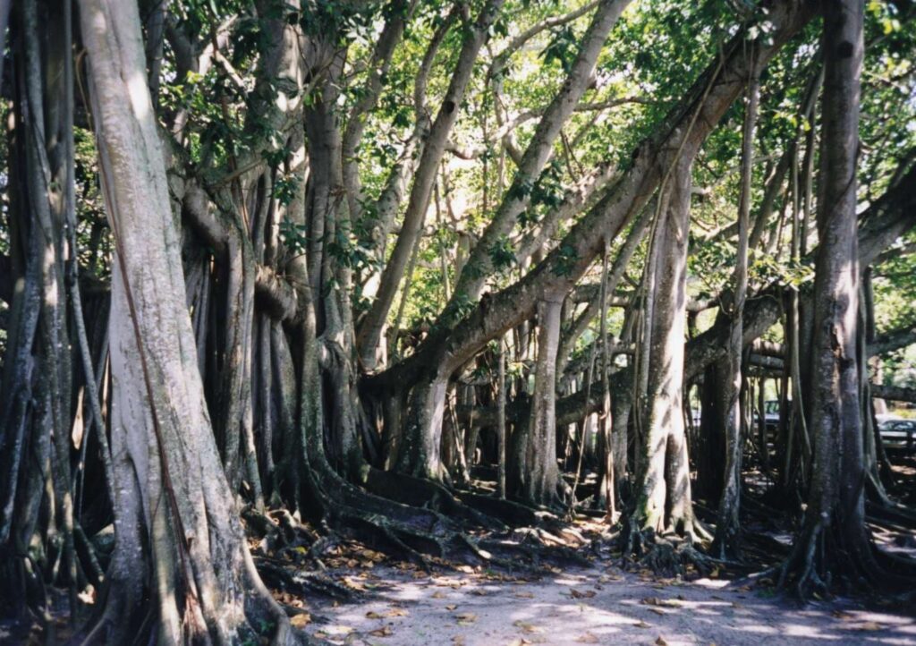 Banyantree-1024x722.jpeg